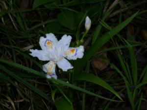 シャガの花の写真