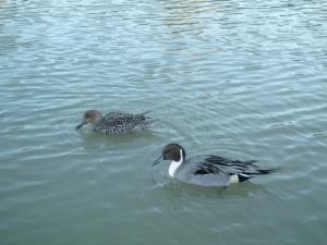 広袴調整池のオナガガモ