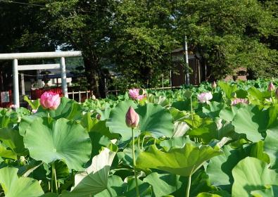 小山田神社周辺の蓮の写真