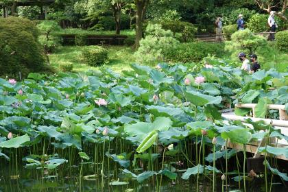 薬師池公園の蓮の写真