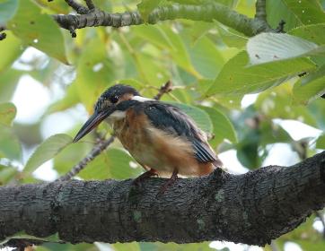 薬師池公園に生息するメスのカワセミの写真