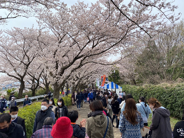 町田さくらまつりの様子の写真