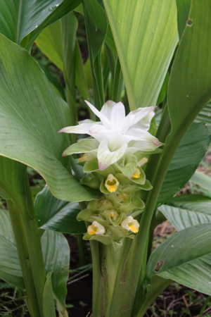 ショウガの花の写真