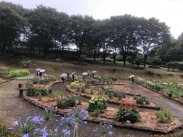 町田ダリア園の写真