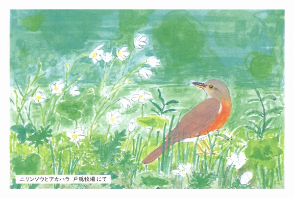 ニリンソウとアカハラ（水彩画）の画像