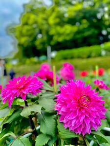 町田ダリア園にての画像