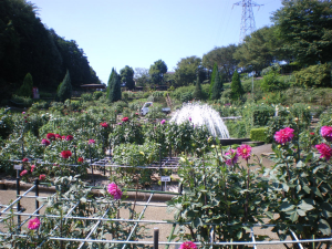 町田ダリア園の写真