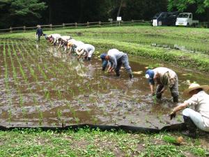米作り体験農業の画像
